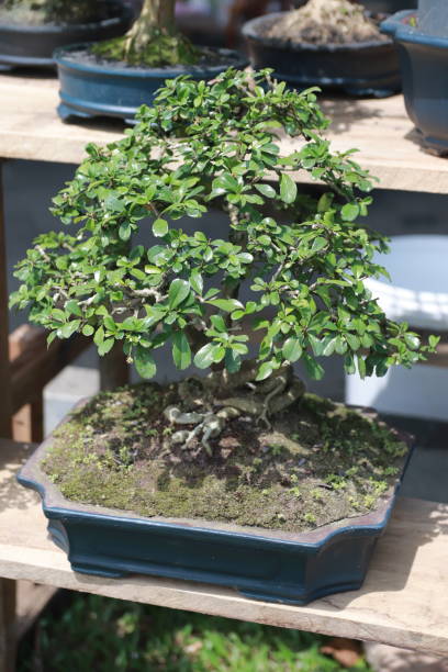 istock Bonsai trees with unique shapes 2154929917