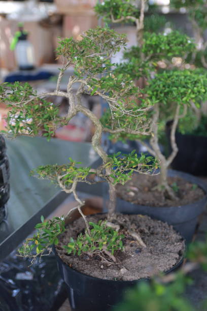istock Bonsai plants with unique shapes 2154930566
