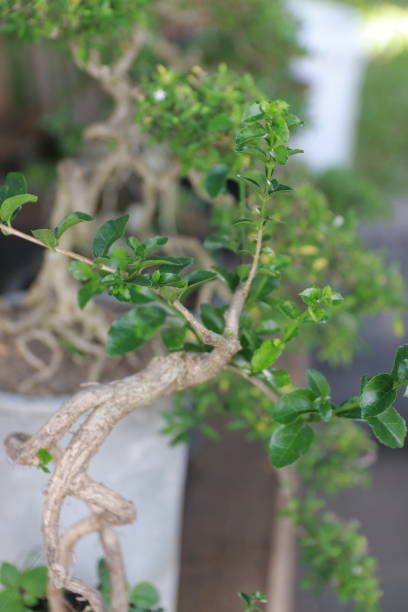 istock Bonsai plants with unique shapes 2154930749