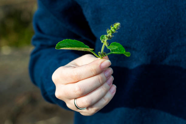 istock Hands holding fresh basil leaves for vegan pesto. 2154930985