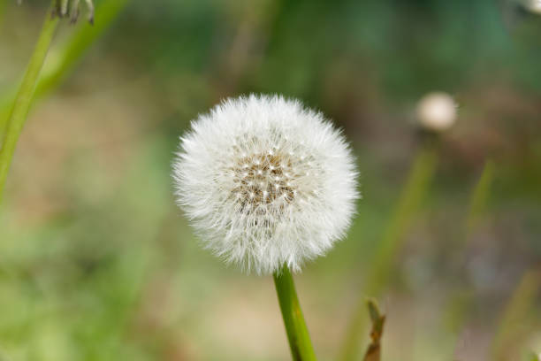 istock dandelion flower closeup green background 2154931911
