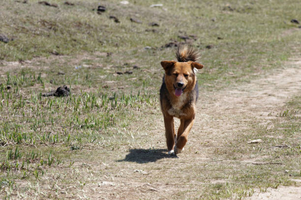 istock Himalayan dog running happy on ground 2154932133