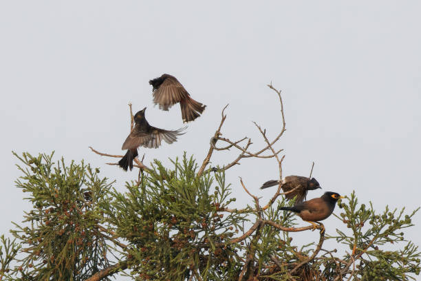 istock Flock of Bulbuls in flight 2154932254