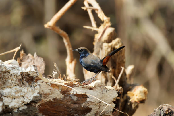 Closeup shot of indian robin on ground