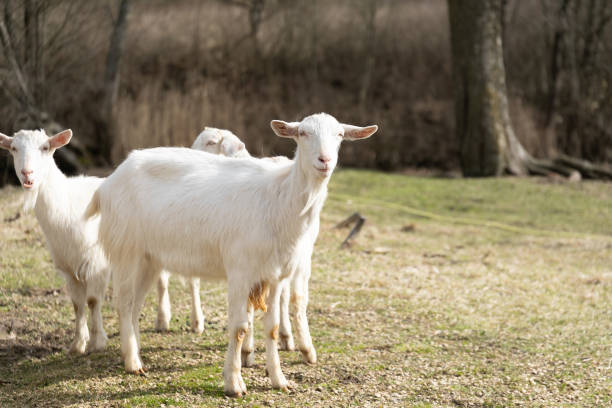 istock Group of White Goats Standing on Grass Covered Field 2154933766