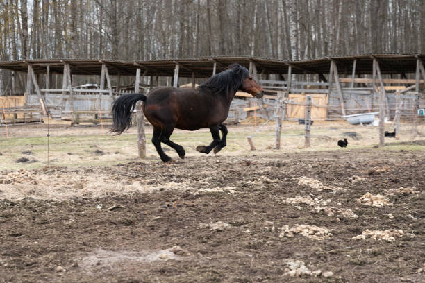 Close-up of horse with a rider jumping over a hurdle at a competition. The photo shows the moment when the horse front legs exceed the hurdle while its back legs are still on the ground. The rider is leaning forward while the horse prances and its head and neck completely covers the rider. In the background is the forest and blue sky with clouds.