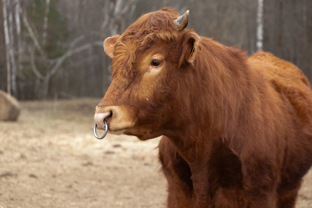 A brown cow stands on top of a dirt field, its hooves firmly planted on the dry soil. The cow seems to be grazing on the sparse vegetation around it, under the open sky.