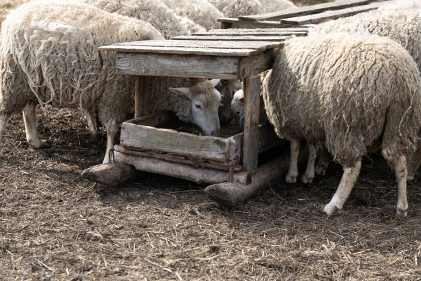 istock Herd of Sheep Standing Together in Field 2154933817