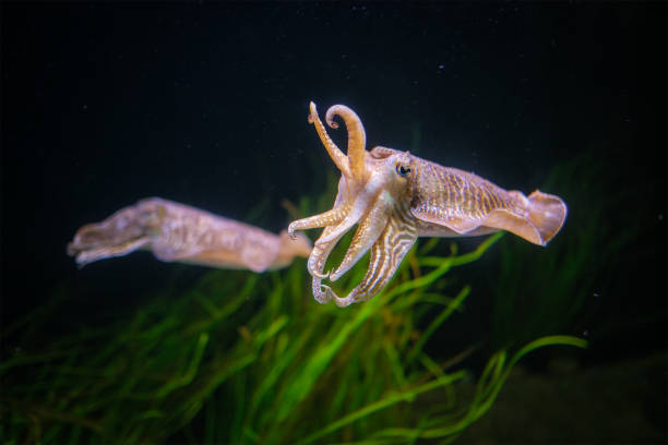 istock The Common European Cuttlefish Sepia Offcinalis underwater 2154933821