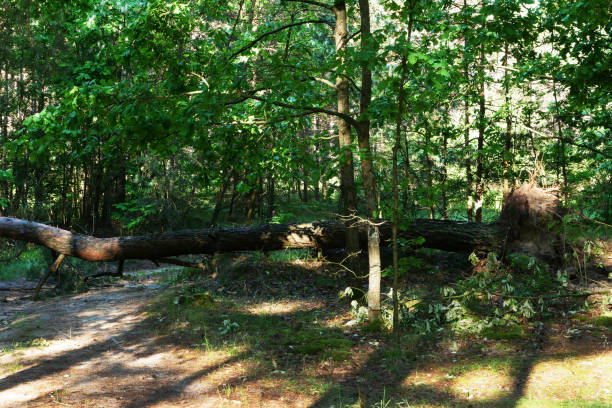 istock Damaged, lying tree in the forest, opposite the sun's rays. 2154933912