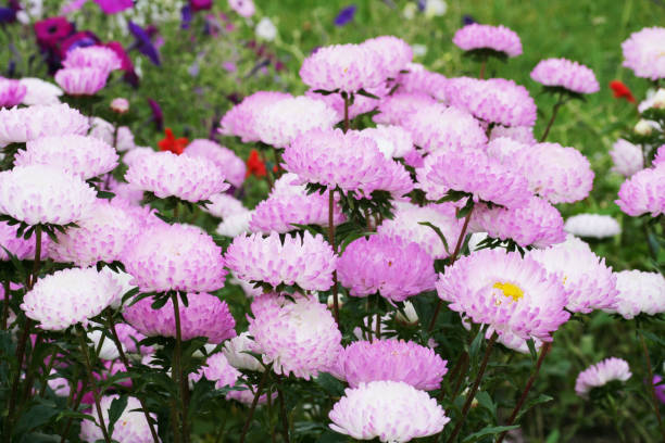 istock Blooming flowers on a background of grass. 2154933923