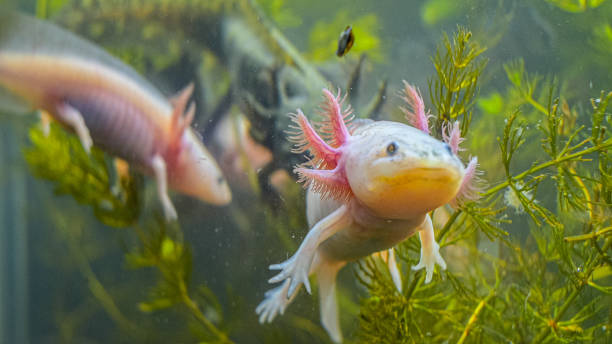 istock Three amphibians are swimming in a pond 2154934585