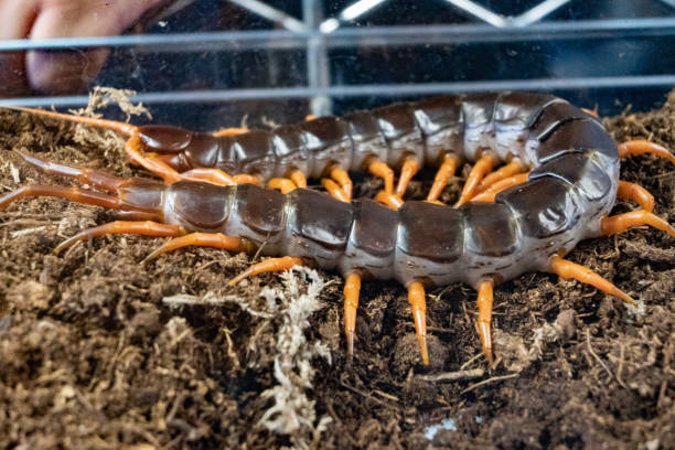 A slow-moving millipede crawling across a textured concrete or bark surface, offering detailed insight into natural insect behavior. Ideal for biology, ecosystem, and decomposition-themed content. Perfect for documentaries, educational media, or nature backgrounds. Rich in earth tones and natural light for versatility.