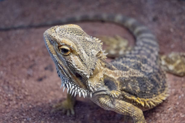 istock A lizard is sitting on the ground with its head up 2154934627