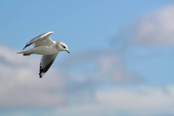 istock Short-billed gull in flight, clouds and blue sky on a winter day 2154934727