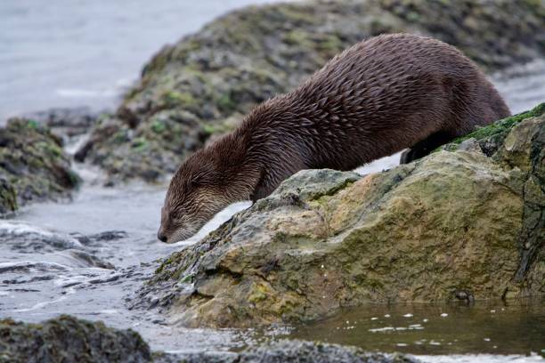 istock River otter about to enter the sea from rocky shore 2154934745