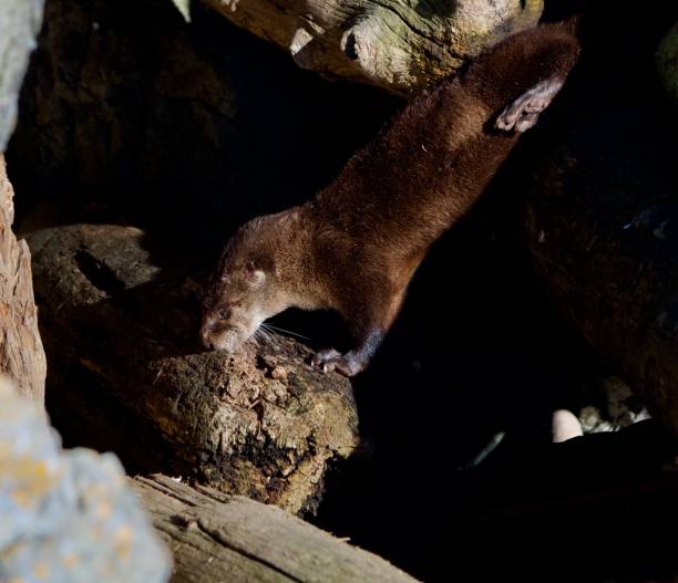 Curious eurasian otter (Lutra lutra) looking up in a stream.