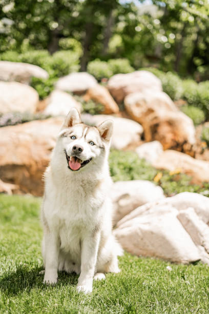 Pomeranian Husky Dog Sitting Happy Smiling Outside Playing Backyard