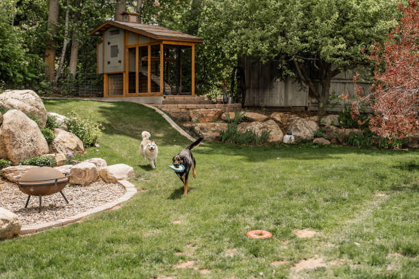 Two dogs jumping and playing in the garden with a young girl playing in the garden