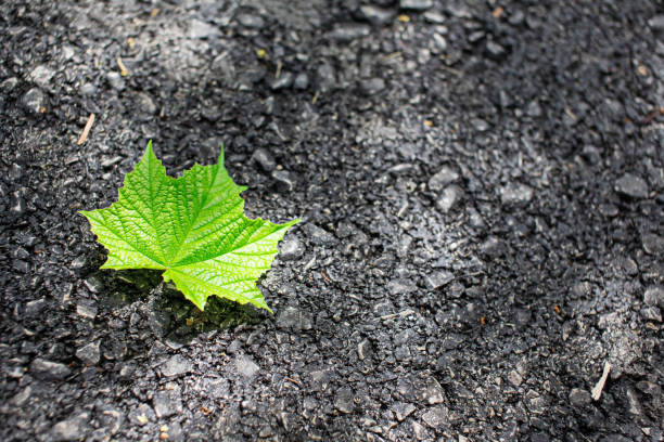 Beautiful green leaf laying on the asphalt road surface, except for the copy space.