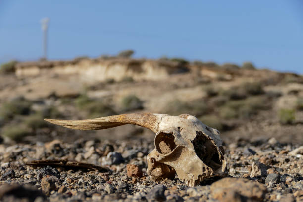 istock Dry Goat Skull Bone, Goat Skull background in the desert 2154937486