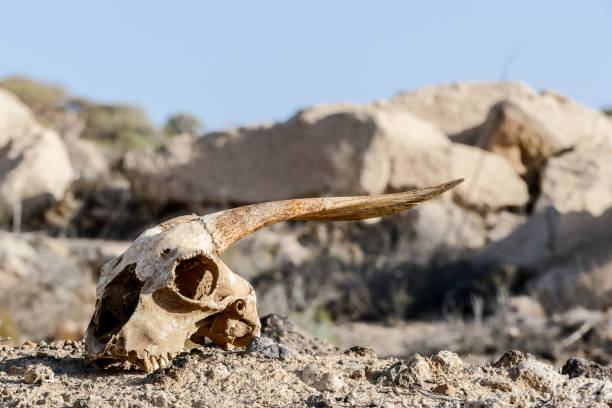 istock Dry Goat Skull Bone, Goat Skull background in the desert 2154937487