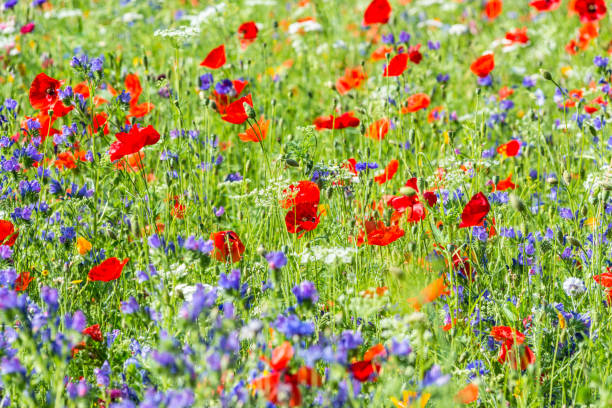 istock Bright flowering summer meadow wild flowers 2154939823