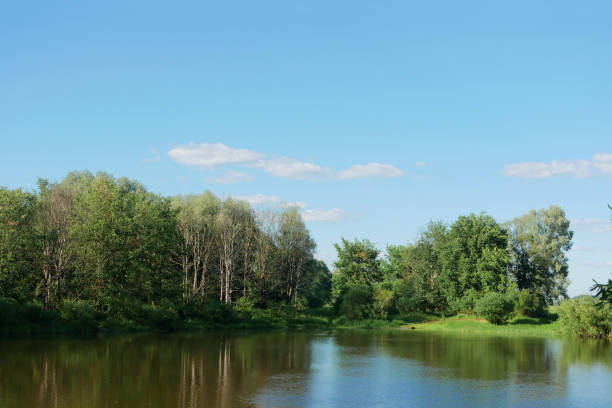 Lake shore with vegetation of bushes, trees, grass. Dnieper River in summer.