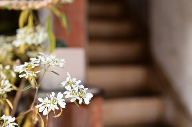 A close-up capture of a delicate white flower basking in the soft glow of daylight, its petals unfurling in quiet splendor against a blurred backdrop of ascending apartment stairs.