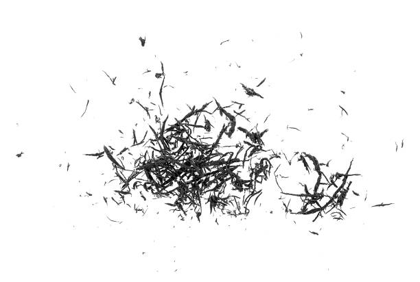 Remains of a controlled fire