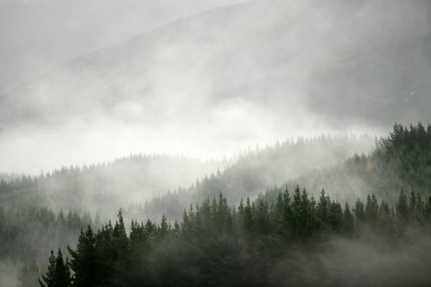 istock Mist rolls in over a pine plantation 2154942235