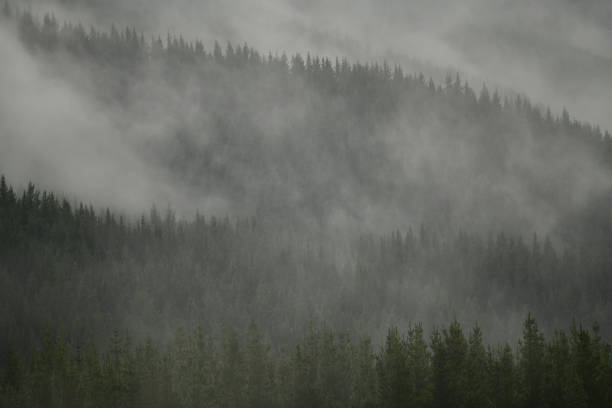 istock Mist rolls in over a pine plantation 2154942239