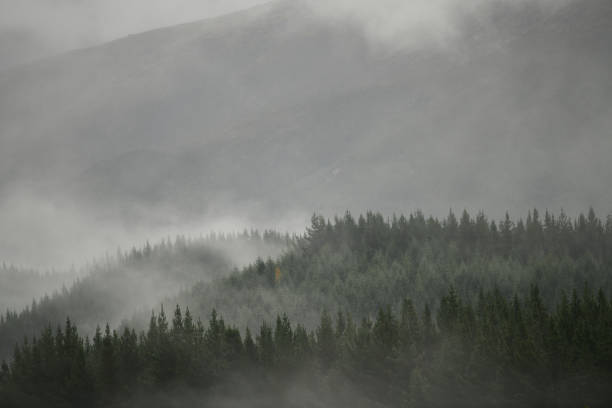 istock Mist rolls in over a pine plantation 2154942242