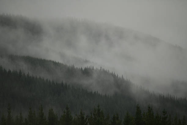 Mist rolls in over a pine plantation near St Arnaud in New Zealand