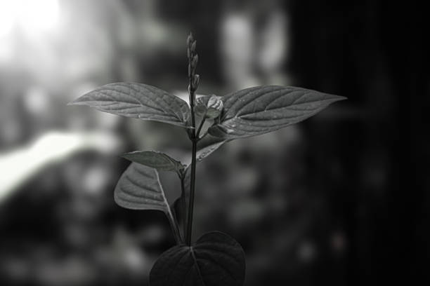 Wild plants in the forest with morning sunlight background