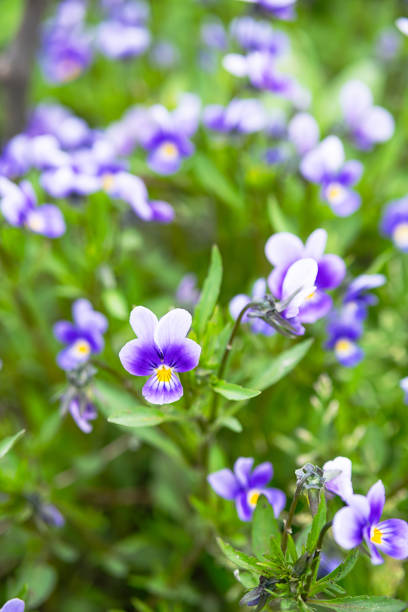 Blooming pansy flowers. Natural background.