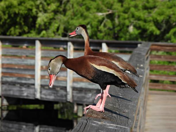 Black-bellied Whistling Ducks (Dendrocygna autumnalis) - resting on a wood railing