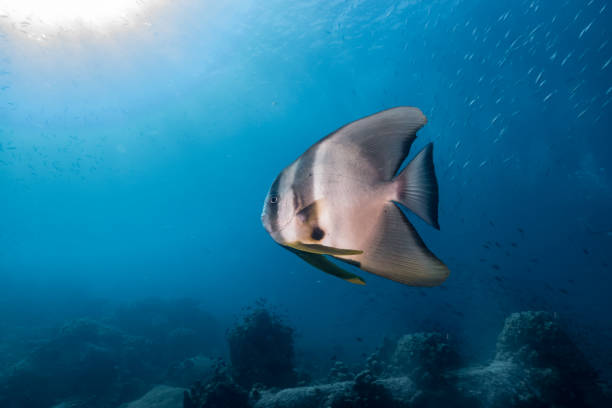 istock Battfish catching and feeding in the blue sea 2154945196