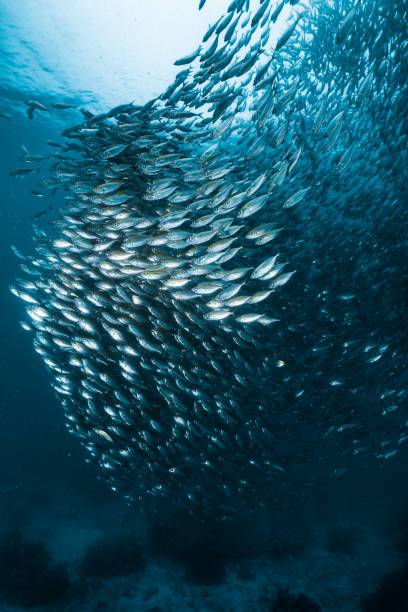 istock kingfish tuna catching and feeding in the blue sea 2154945207
