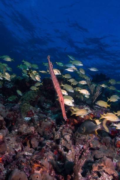 istock Helthy Coral Reef with school of fish. 2154945394