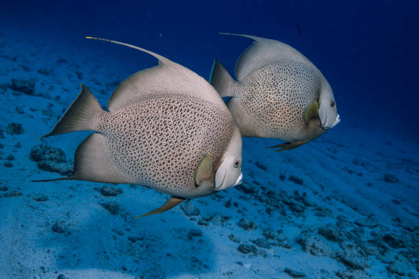 Colourfull Healthy Coral reef surrounded with marine life at Caribbean similar to the great barrier reef or red sea.