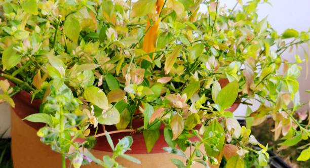 istock Dicliptera chinensis (L.) Nees 2154946678
