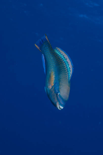 istock tropical fish with a ocean blue background 2154946997