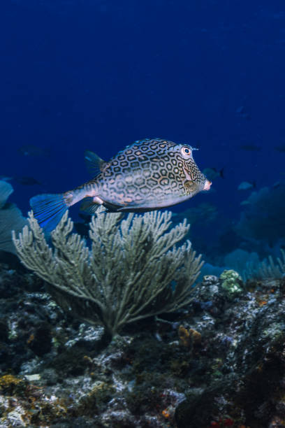 istock tropical box fish fish with a ocean blue background 2154946999