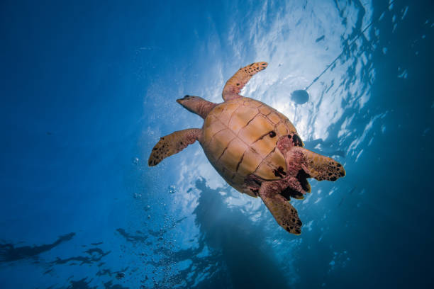 istock Sea green Turtle underewater 2154947004