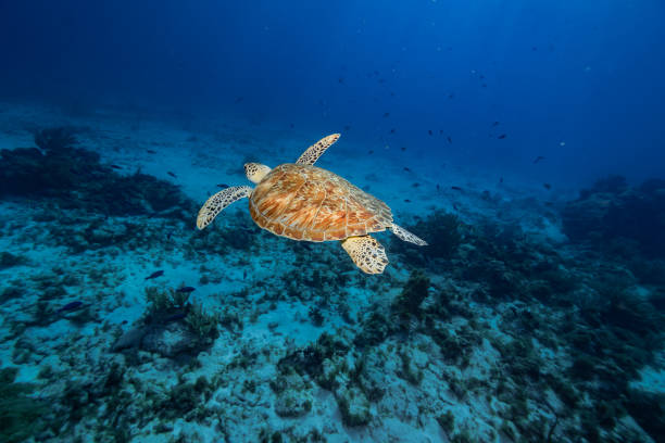 istock Sea green Turtle underewater 2154947017