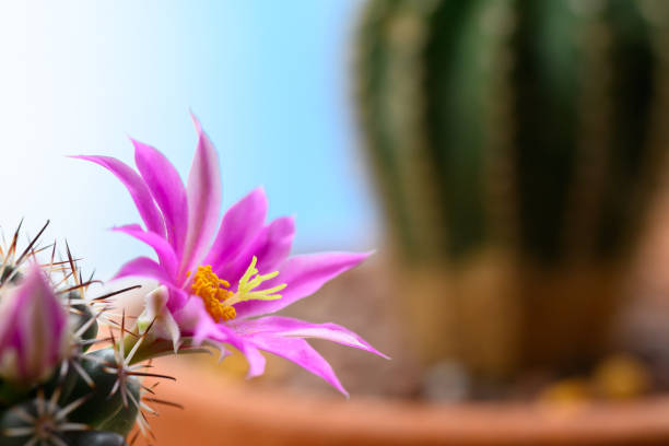 Mammillaria Schumannii cactus pink flower in full bloom