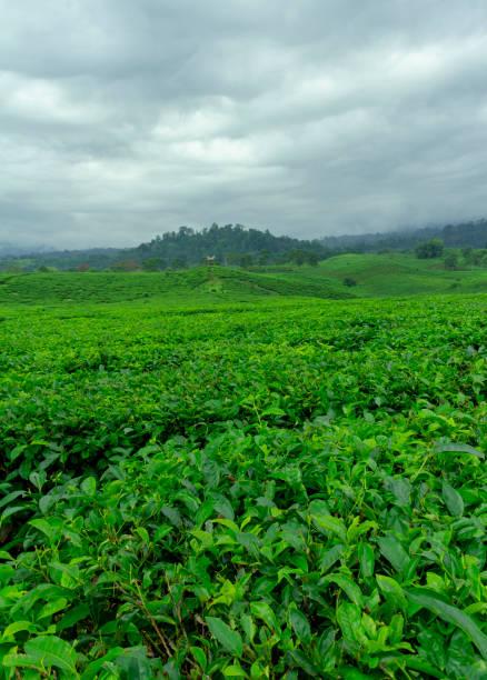 Beautiful tea garden view isolated with blue sky and clouds