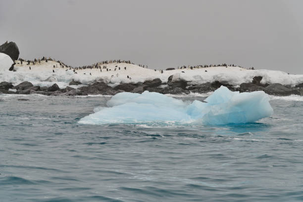 istock Point Wild at Elephant Island, Antarctic 2154949723