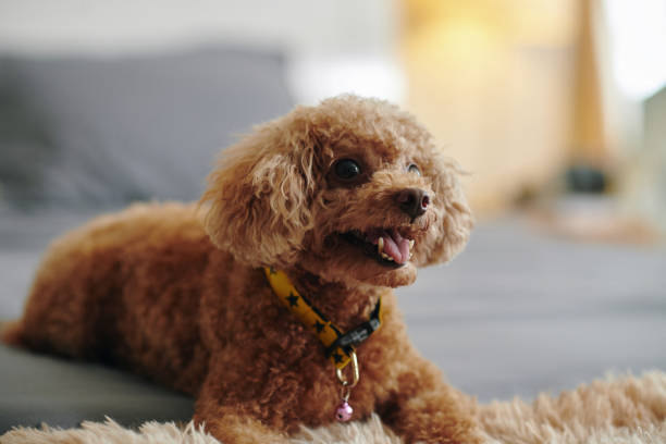 istock Dog Sitting with Tongue out 2154949904